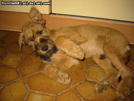 Irish Terrier Ein Schelm, wie er im Buche steht!