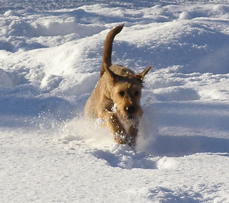 Irish Terrier Nico @ Cäsar von der Napoleonshöhe