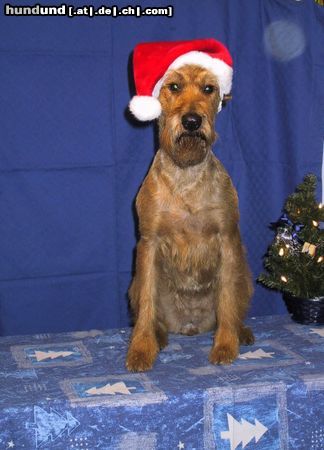 Irish Terrier Hunde Foto 16896 in höherer Auflösung ansehen Irish Terrier Es Weihnachtet sehr