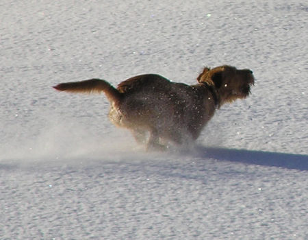 Irish Terrier Nico @ Cäsar von der Napoleonshöhe