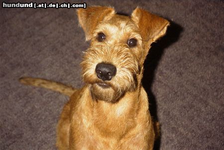 Irish Terrier Hunde Foto 14986 in höherer Auflösung ansehen Irish Terrier Rocky - Können diese Augen lügen ??? ;-)))
