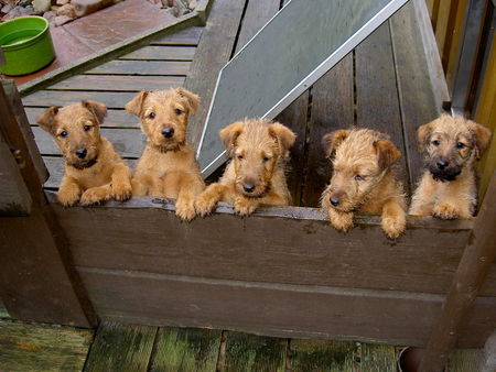 Irish Terrier Puck Fair Welpen 8 Wo.