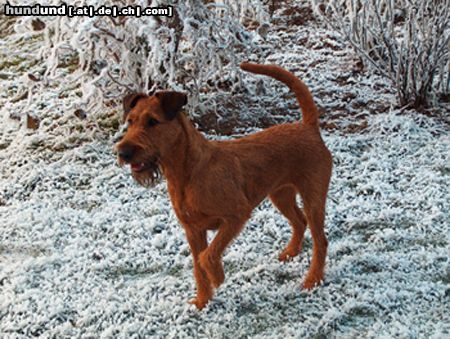 Irish Terrier Winterzeit .....