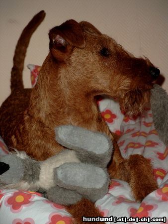 Irish Terrier Amelie (Rufus Orange Sweetie) beim Spielen