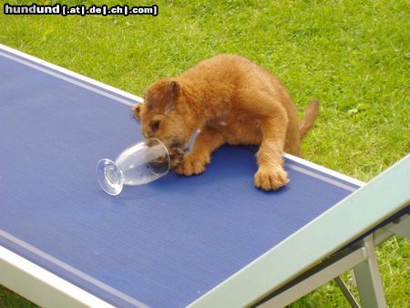 Irish Terrier Hunde Foto 4952 Irish Terrier Demi Moore vom Steingarten beim Durstlöschen