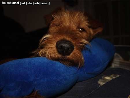 Irish Terrier Hunde Foto 10219 Irish Terrier Am Abend ist selbst die Borghini müde!