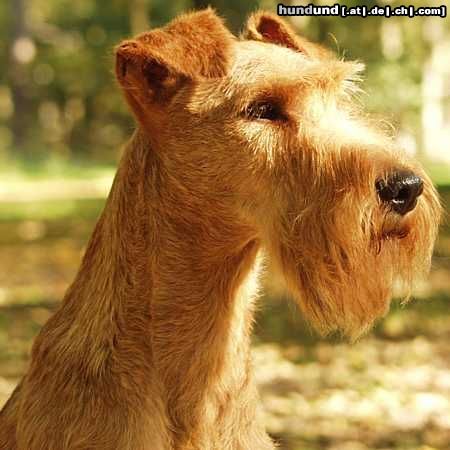 Irish Terrier Hunde Foto 15386 in höherer Auflösung ansehen Irish Terrier Passbild Borghini
