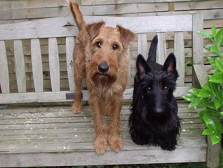 Irish Terrier Gordy mit Freund Fränzchen