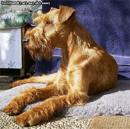 Irish Terrier Hunde Foto 7490 Irish Terrier Carlos vom Abenteuerland