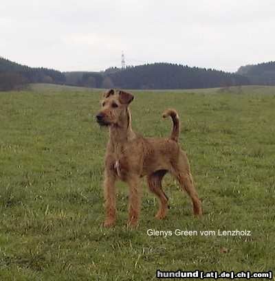 Irish Terrier Hunde Foto 9859 Irish Terrier Glenys Green vom Lenzholz