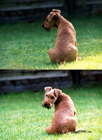 Irish Terrier Irish Terrier Gordy