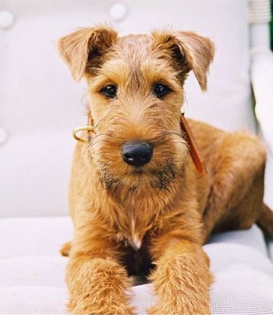 Irish Terrier Hunde Foto 28582 in höherer Auflösung ansehen Irish Terrier IT Gordy - 5 Monate