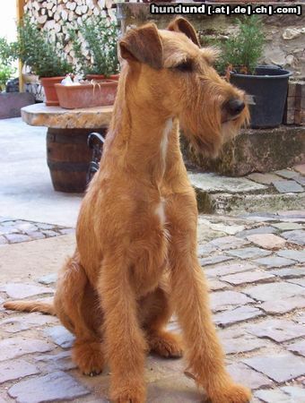 Irish Terrier Hunde Foto 10643 Irish Terrier Nugget v. d. Wolfsquelle