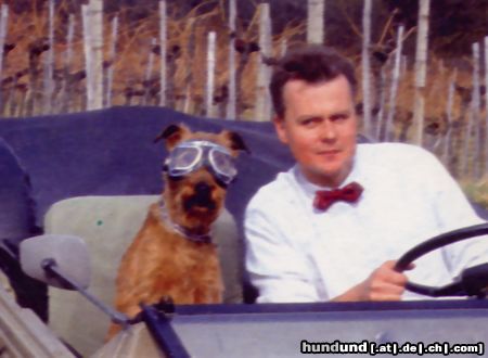Irish Terrier Hunde Foto 6672 Irish Terrier Die Hundebrille fürs Cabrio wurde schon 1988 erfunden