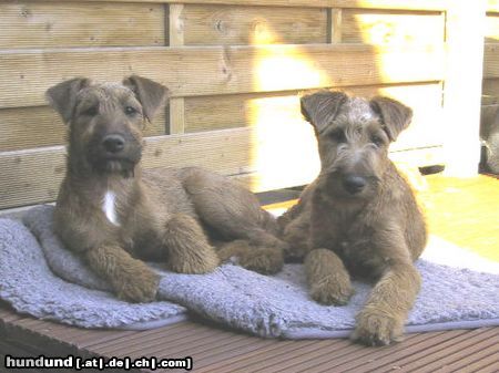 Irish Terrier Hunde Foto 15037 in höherer Auflösung ansehen Irish Terrier Sommersonne