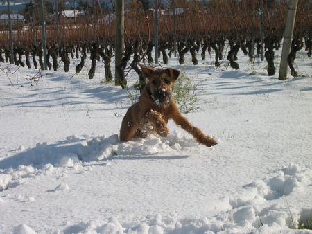 Irish Terrier Schneevergnügen... Ballinderry`s Enya