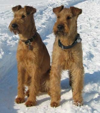 Irish Terrier Redpets Inka & Redpets Giny