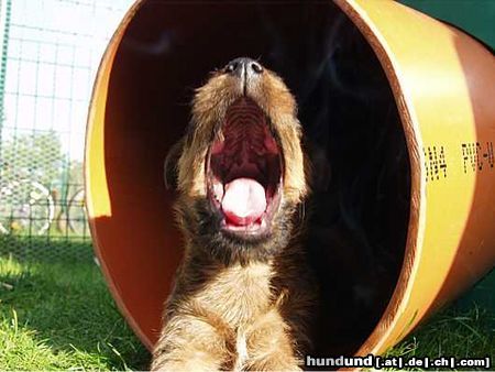 Irish Terrier Hunde Foto 4193 Irish Terrier Irish Terrier Welpe