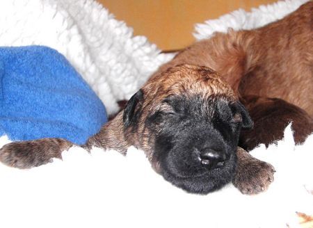 Irish Terrier Hunde Foto 36767 Irish Terrier J-wurf, 8 Tage alte Hündin