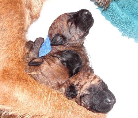 Irish Terrier J-wurf  3 Huendinnen 8 Tage alt