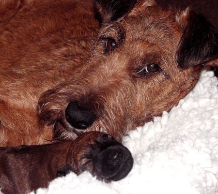 Irish Terrier Mutter und  8 Tage alte Tochter, 