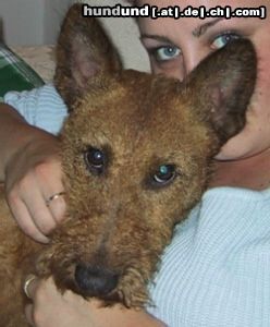 Irish Terrier Hunde Foto 24490 Irish Terrier Jamie