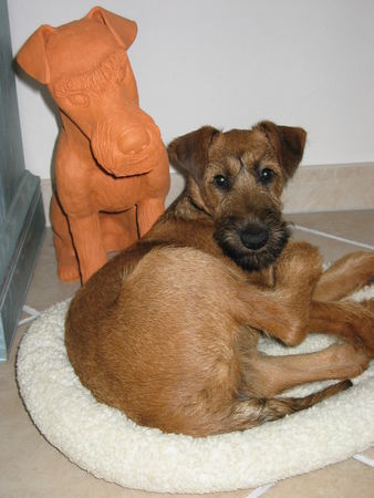 Irish Terrier Ballinderry`s Enya mit Tonirish