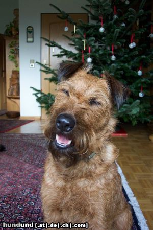 Irish Terrier Hunde Foto 15957 Irish Terrier Kibo