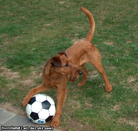 Irish Terrier Hunde Foto 15054 in höherer Auflösung ansehen Irish Terrier Irish Terrier Champions League
