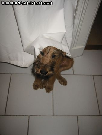 Irish Terrier Hunde Foto 14766 Irish Terrier Klar, hier bin ich quasi unsichtbar...