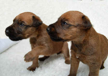 Irish Terrier My Meggy Maid & Lexy Girl