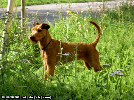 Irish Terrier Hunde Foto 26605 Irish Terrier One Puck Fair Lady v. Haslachtal