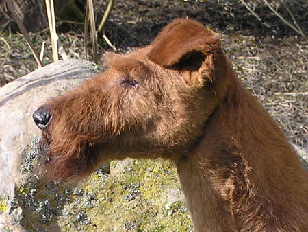 Irish Terrier Hunde Foto 37169 Irish Terrier Champion Brasilia von der Emsmühle - Ein Meilenstein in der Rasse Irish Terrier