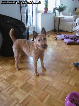 Irish Terrier Schöne Oren...