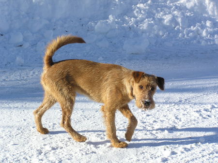 Irish Terrier Nico @ Cäsar von der Napoleonshöhe