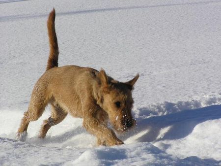 Irish Terrier Nico @ Cäsar von der Napoleonshöhe