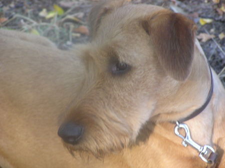 Irish Terrier Nico @ Cäsar von der Napoleonshöhe