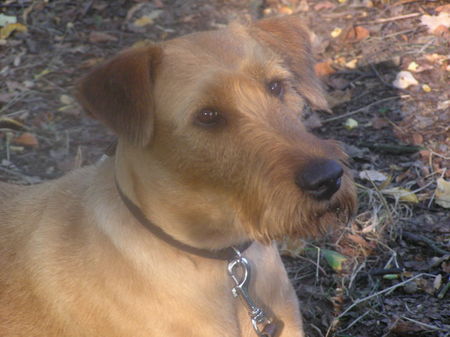 Irish Terrier Nico @ Cäsar von der Napoleonshöhe