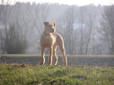 Irish Terrier Nico @ Cäsar von der Napoleonshöhe