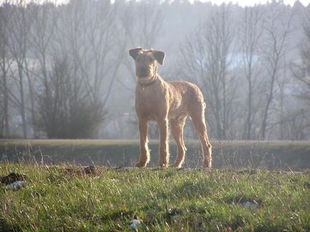 Irish Terrier Nico @ Cäsar von der Napoleonshöhe