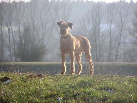 Irish Terrier Hunde Foto 29199 in höherer Auflösung ansehen Irish Terrier Nico @ Cäsar von der Napoleonshöhe