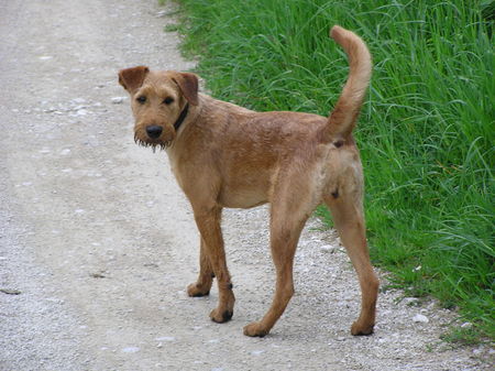 Irish Terrier Hunde Foto 29200 in höherer Auflösung ansehen Irish Terrier Nico @ Cäsar von der Napoleonshöhe
