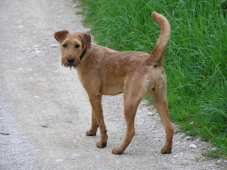 Irish Terrier Nico @ Cäsar von der Napoleonshöhe