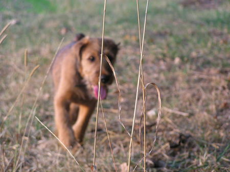Irish Terrier Hunde Foto 29191 in höherer Auflösung ansehen Irish Terrier Nico @ Cäsar von der Napoleonshöhe