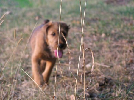 Irish Terrier Nico @ Cäsar von der Napoleonshöhe