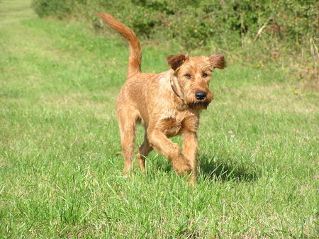 Irish Terrier Nico @ Cäsar von der Napoleonshöhe