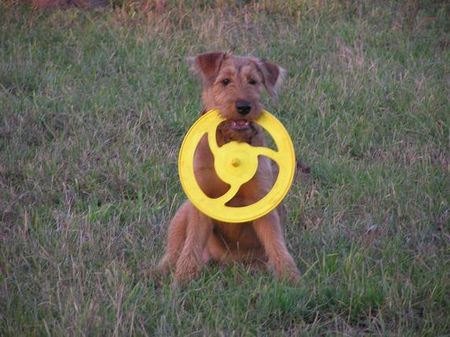 Irish Terrier Nico @ Cäsar von der Napoleonshöhe