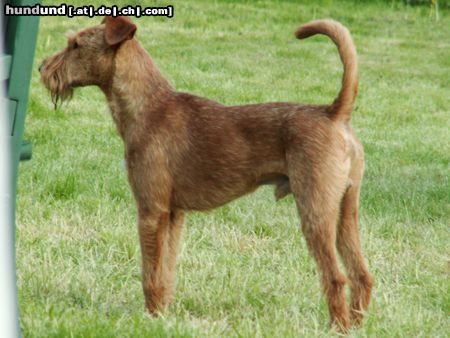 Irish Terrier Hunde Foto 21581 in höherer Auflösung ansehen Irish Terrier Rusty