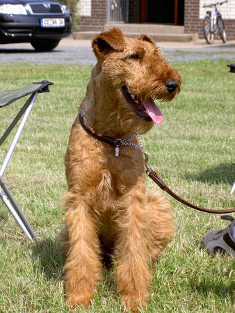 Irish Terrier Hunde Foto 37374 in höherer Auflösung ansehen Irish Terrier