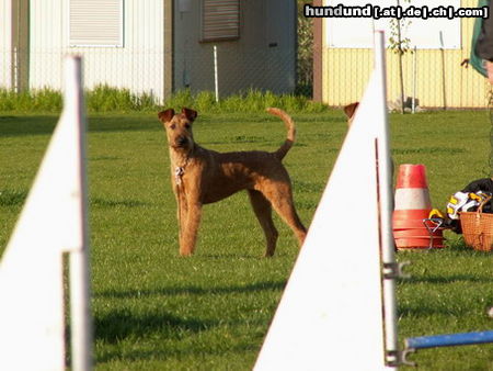 Irish Terrier Pepper Melting Red Irish Terrier